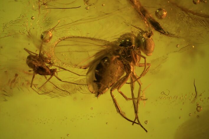 Detailed Fossil Fly (Diptera) In Baltic Amber #59371
